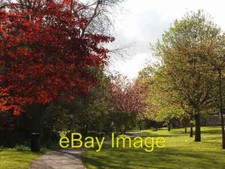 Photo 6x4 Late Spring by the Kinness Burn St Andrews This arboretum is se c2005