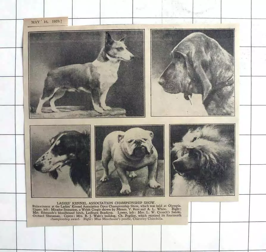Bloodhound association 2025