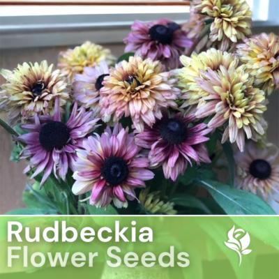 #ad Vintage Mix Rudbeckia Seeds 125 Seeds Annual Flower Seeds Garden $3.99