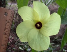 Abelmoschus Moschatus 20 Seeds, Hibiscus Plants Fragrant Musk Mallow, Musk Okra