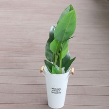  Pianta Grassa Vasetto Fiori Decorazione Del Vaso Domestico Per Piante