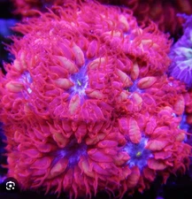 -CC- Blue Raven Blasto Merletti Coral 1”Frag Plug 5 Polyps Reef Tank Salt Water