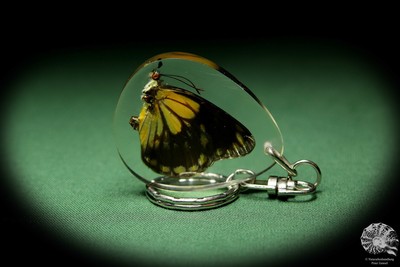 Delias spec. Südostasien keyring Anhänger Acryl Weißling Schlüsselanhänger Deko