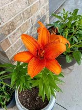 Asiatic Lily Imported Pack of 2 bulbs 