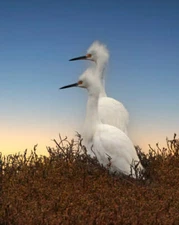 Snowy Egrets in Marsh by Joseph Fisher Fine Art Print Wildlife Bird Nature 13x19