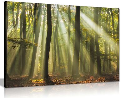 Gerahmtes Leinwandbild Sonnenstrahlen im Wald Wald Wandbild Wohndeko