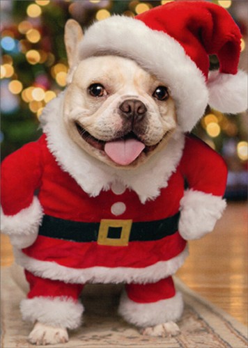 Funny Dog Christmas Card 