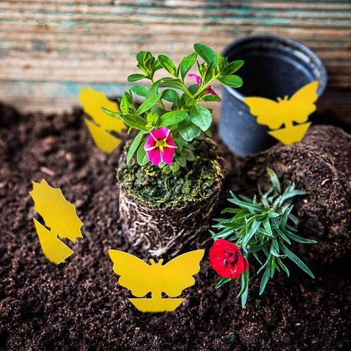 20pcs Sticky Fruit Fly Traps, Fungus Gnat Killer Trap use for Indoor Outdoor - Picture 19 of 23