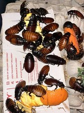 100 Hissing roachs, FEEDERS,dubia, reptile, feeder insect, Water Monitor Lizards