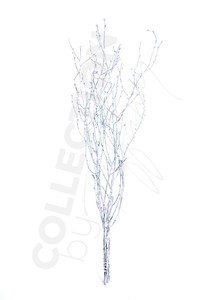 Decorative Dried Birch Branches 3 4 Ft Tall 4 5 Branches