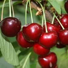 Schneiders Späte Knorpelkirsche Süßkirsche Kirschbaum Buschbaum Halbstamm 