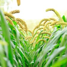 Weeping Foxtail Millet Seeds for Planting 100 Seeds - German Millet, Ornamenta