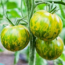 Tomate Green Zebra 50 graines bio verte jardin bio en Bretagne permaculture u