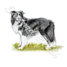 Decal Vinyl Sticker Border Collie - Vinyl Printed Decal Made in USA