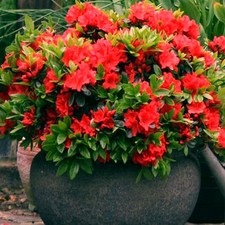 Red Azalea Japanese Evergreen Shrub Hardy Flowering Outdoor Garden Plant in Pot