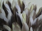 (300)-Cockatiel Parrot Body Feathers 2in. & Under 4023 — photo 3