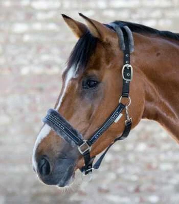 Waldhausen Halfter Elegant weich unterlegt schwarz