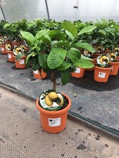 Mini Lemon Citrus Tree 25-30cm