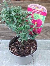 Alpine rockery plants 9cm pot Aubretia Helianthemum Campanula Phlox Cyclamen