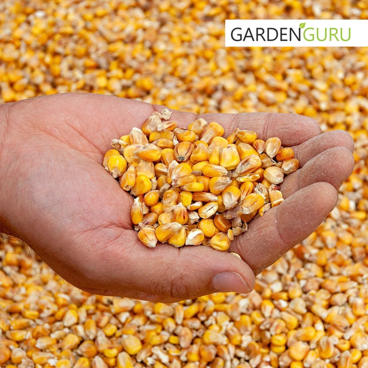 GardenGuru Mais gelb Futtermais Ganzkorn Maiskörner für Hühner Tauben