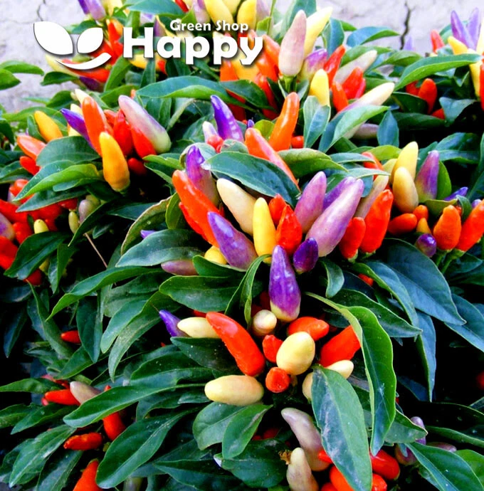 Ornamental peppers sale