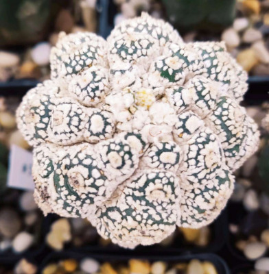 Ariocarpus RARITÄT Astrophytum  ,Astrophytum asterias superkabuto kikko