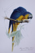 Blue and Gold Macaw by Edward Lear
