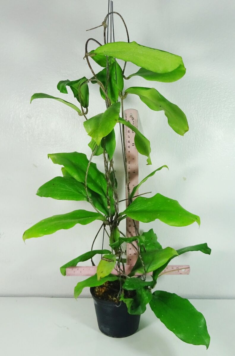 Hoya erythrina 'Bajo', 17 Inches Healthy Mature Plant, RARE Hoya erythrina 'Bajo', 17 Inches Healthy Mature Plant, RARE
