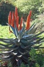 ALOE CASTANEA SEEDS - Single stem tree aloe - 10 seeds - RARE!