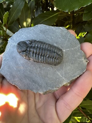Trilobit Phacops Mitteldevonzeit sehr gute Qualität