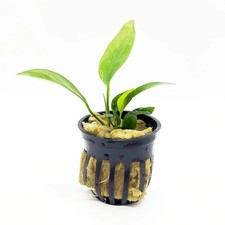 Anubias Nangi Live Aquarium Plants BUY 2 GET 1 FREE