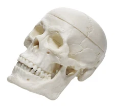 Miniature Human Adult Skull Model, 2.5 Inch - 3 Parts - Eisco Labs