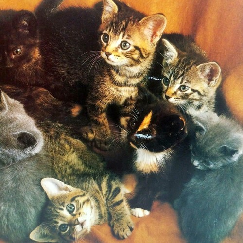 RARE BRAND NEW 13 KITTENS PUZZLE VINTAGE MADE IN HOLLAND 1500 PIECES 23.5"x35.5" - Picture 4 of 8
