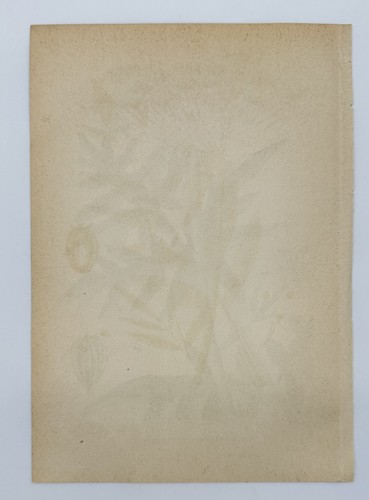 Vintage Botanical Print - Carl Lindman - Siberian hogweed - Heracleum sibiricumL - Picture 2 of 2