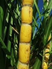 yellow variety sugar cane 1 ft local organic, non gmo, local pic up delivery