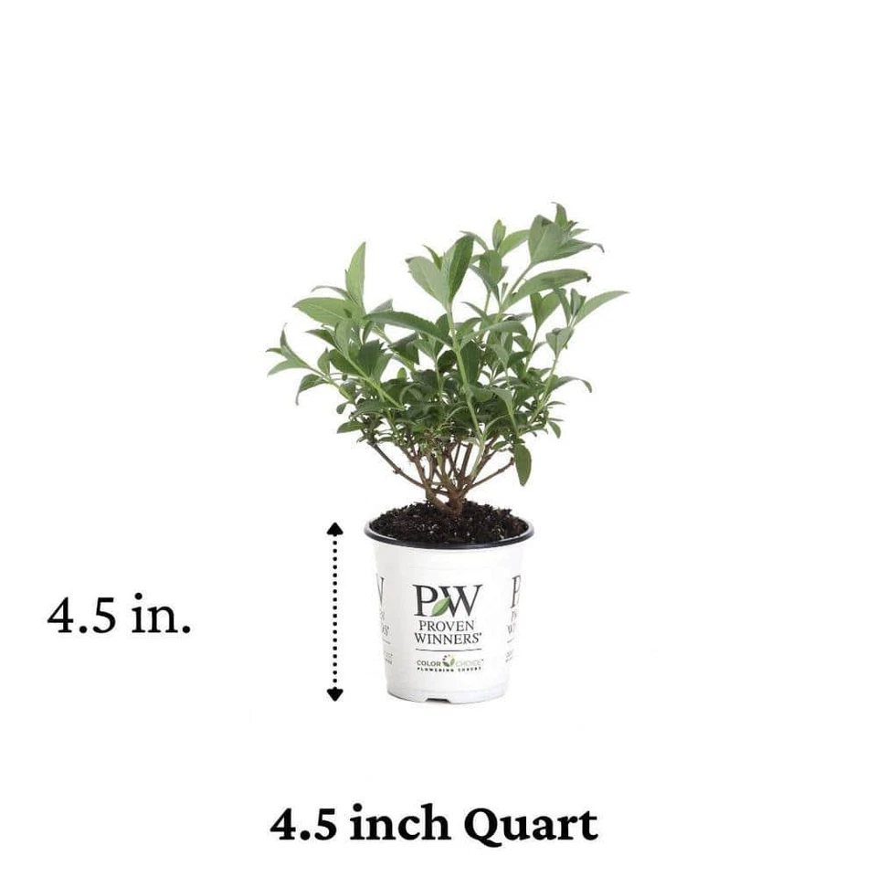 Arbusto mariposa ganador probado planta viva Miss Molly flor rosa arbusto Qt Foto 2 de 4