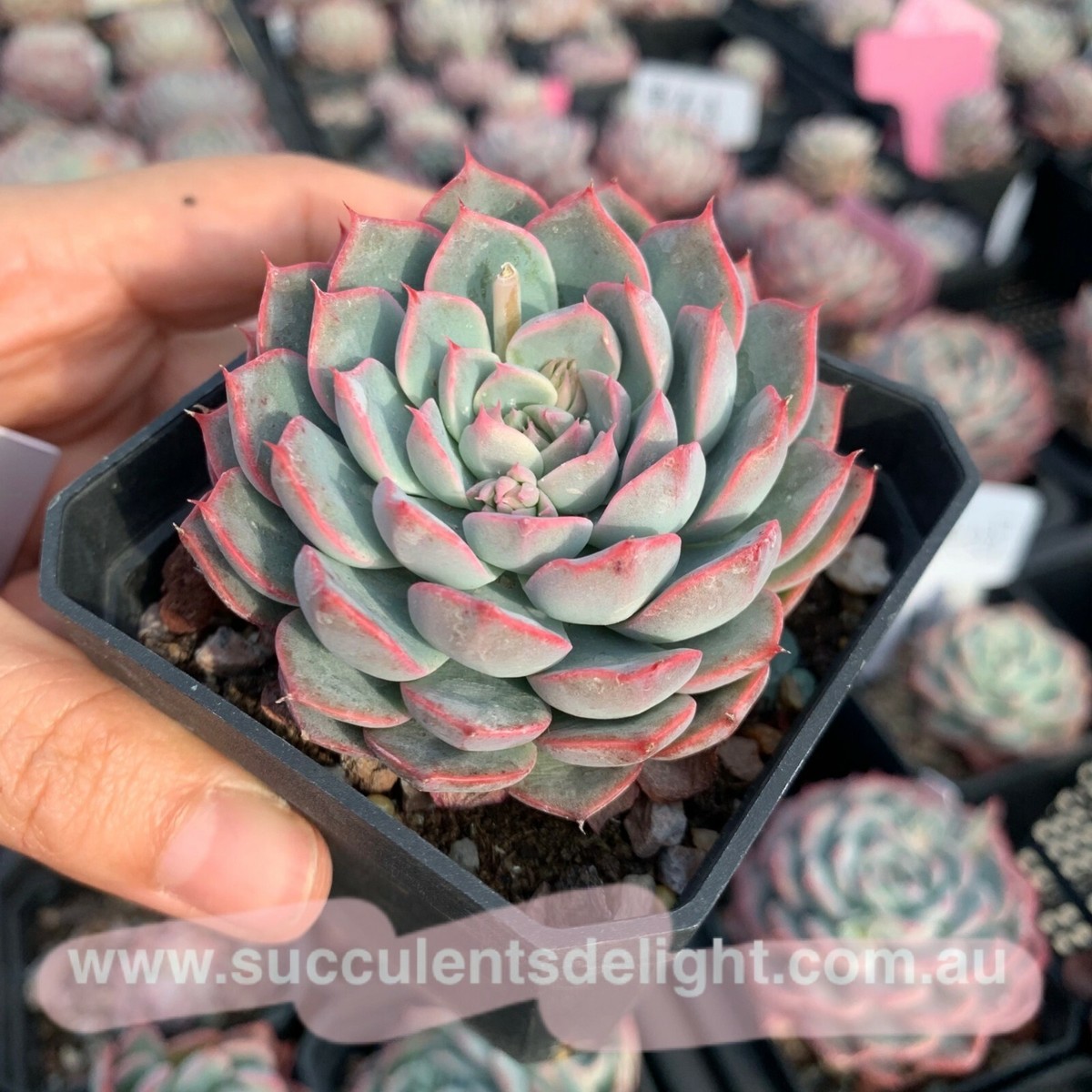 Echeveria Orange Snow 橙雪- Succulents Delight plant | eBay