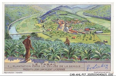 CAR-AHLP17-0936-CHROMOS - TOBACCO - Plantation in the SEMOIS Valley