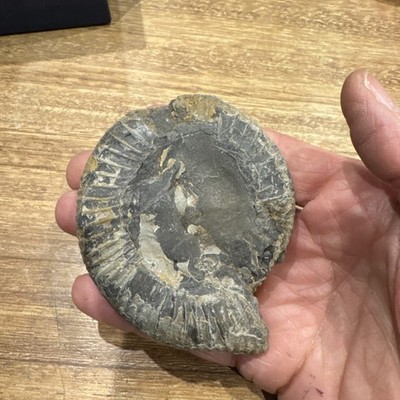 Ammonit Fossil gefunden in Schrottkiste 