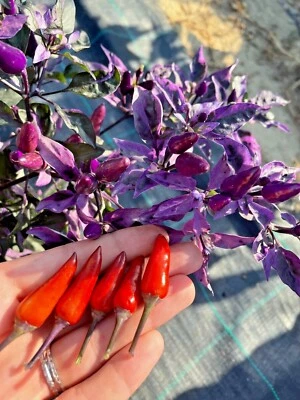 10 Dreamcatcher Violet SPC Chili Seeds (VARIED) + Guide + Free