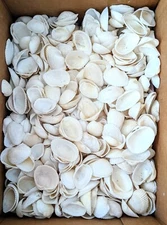 50 WHITE SEA SHELLS, BEACH DECOR, CRAFTS, TROPICAL / NAUTICAL, Free Shipping!