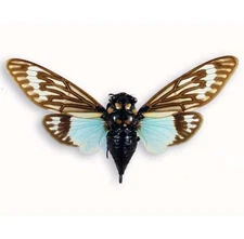 Tosena splendida (spread), very beautiful, Thailand