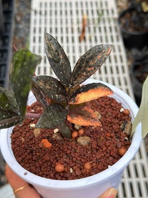 ZZ Zamioculcas zamiifolia Variegated Raven Rare MultiColor Orange Black&Green