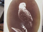 1870's 8th Wisconsin Inf. Civil War eagle mascot "Old Abe" cdv photograph