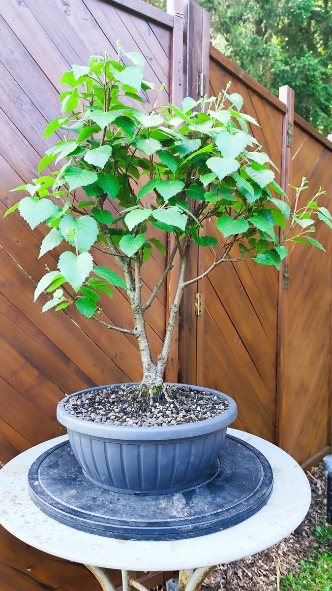 Bonsai Birke online kaufen | eBay