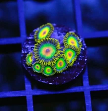 DIYreefer Live Coral WYSIWYG Rasta Zoa Frag