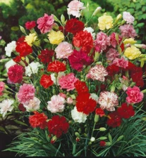1000 Mixed Lovely Carnation Seeds Dianthus Flowers Seed Flower