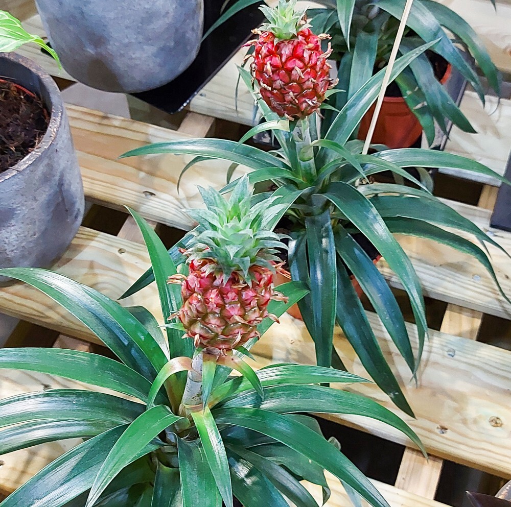 succulent silver dollar Silver Dollar Vine – Horti