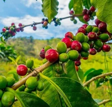Coffee Seeds for Planting - 20 Seeds to Grow Coffee Beans, Coffea Arabica