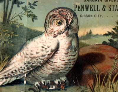 1880s Snowy Owl Penwell & Stamm Gibson City, IL F189